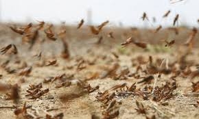 الزراعة: موجة الجراد مستمرة حتى حزيران 