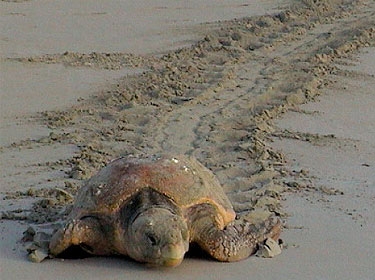 الحس المغناطيسي للسلاحف البحرية يقودها في عرض البحار