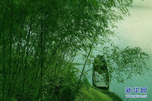 الصين لديها أكثر من ستة ملايين هكتار من غابات (الخيزران) إنتاجها السنوي نحو 50 مليار دولار