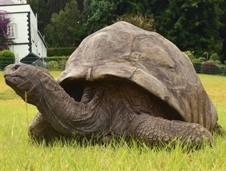 غينيس تحتفل بأقدم سلحفاة معمرة في العالم