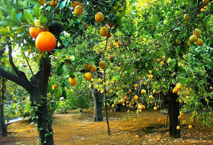     مشكلة الحمضيات تتلاشى...      للتصدير وللتصنيع وأسعار في متناول الجميع! 