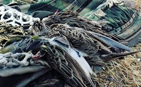 منع الصيد البري في سورية لعام كامل.. والسبب؟