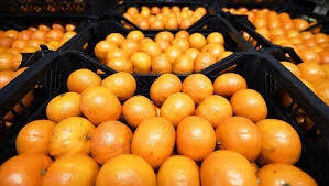 وزير الزراعة: إجراءات جديدة لتسويق الحمضيات.. ومصير معمل العصائر هو؟