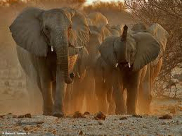 إناث الفيلة هي الأقدر على تقدير المخاطر