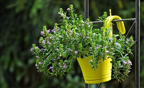 معهد صيني: الاحتباس الحراري العالمي قد يؤدي إلى حياة أقصر للزهور