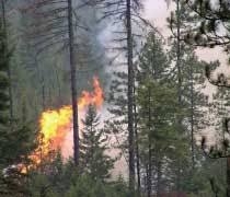 للحد من الحرائق وانتشارها.. تقسيم الحراج وزراعة الأشجار المقاومة للنيران