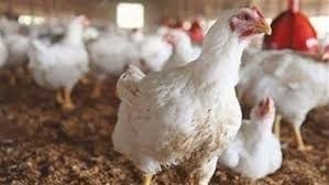 وزارة التجارة الداخليّة تحدد سعر الفروج في المحافظات بسقف 7200 ليرة