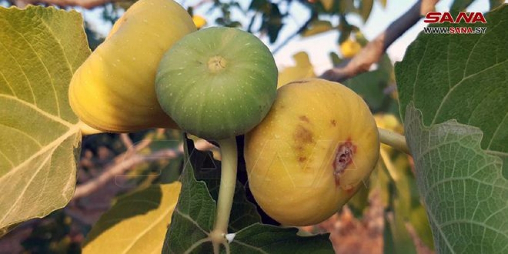 توقعات بإنتاج 7844 طناً من التين بحماة هذا الموسم