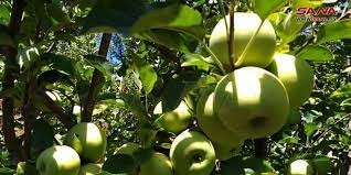 توقعات بإنتاج أكثر من 14 ألف طن تفاح خلال الموسم الحالي في حماة