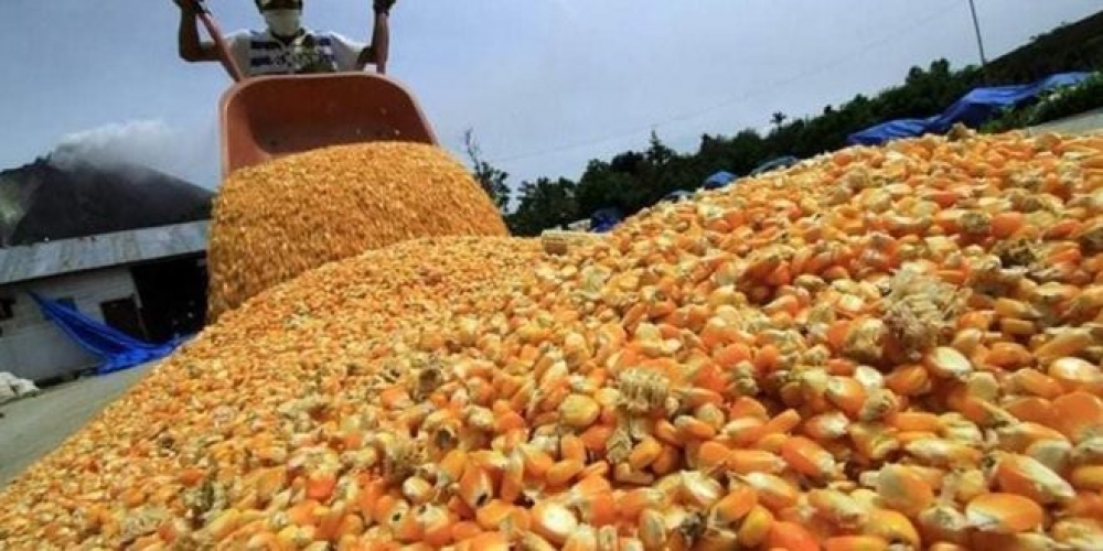 الزراعة: مضاعفة حجم الإنتاج من مادة الذرة الصفراء العلفية