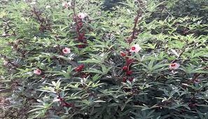 بعد غلاء المتة وانقطاعها.. الخبير التنموي / أكرم عفيف / يطلق مبادرة الكركديه