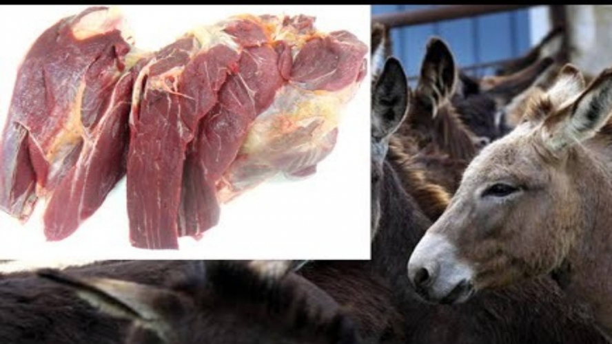 إعلامي مصري يشجع على أكل لحم الحمير والأزهر برد