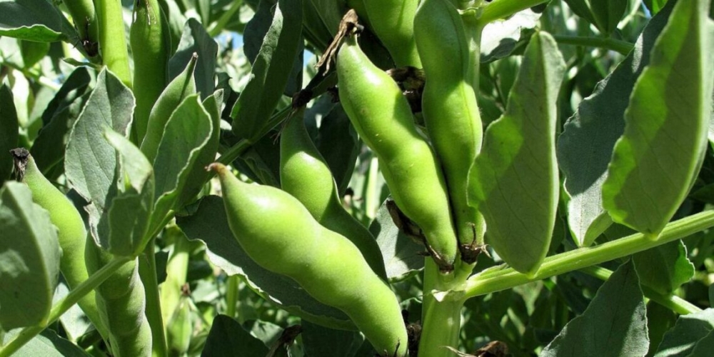 وزارة التجارة الداخلية تعلن رغبتها بدعم مزارعي الفول والبازيلاء