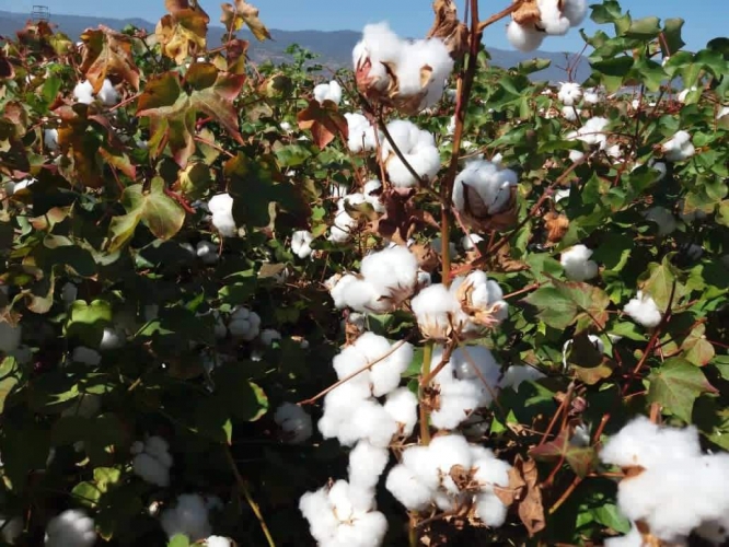 58 ألف هكتار خطة محصول القطن لهذا الموسم وبدء بيع بذار القطن في 5 محافظات