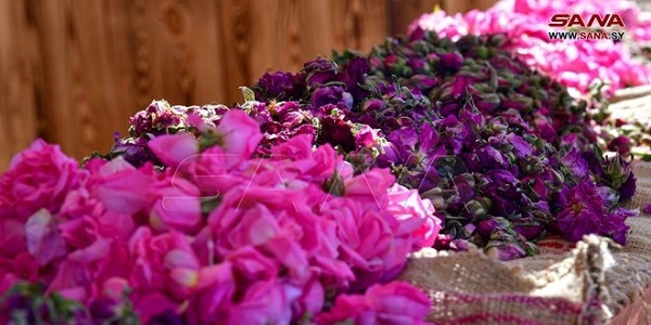 زراعة ٧٣٥٠ غرسة وردة  شامية في الغوطة الشرقية 