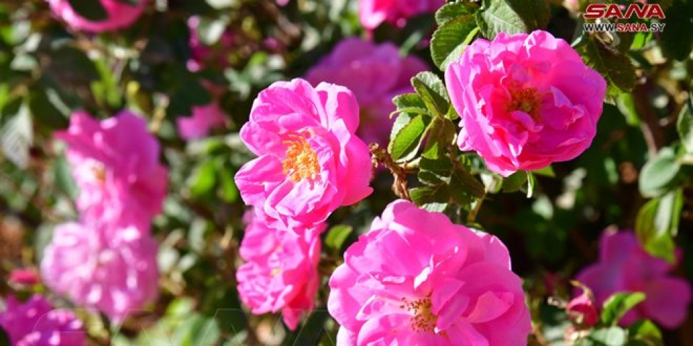 محافظة ريف دمشق تستكمل تجهيزاتها لاستقبال مهرجان الوردة الشامية