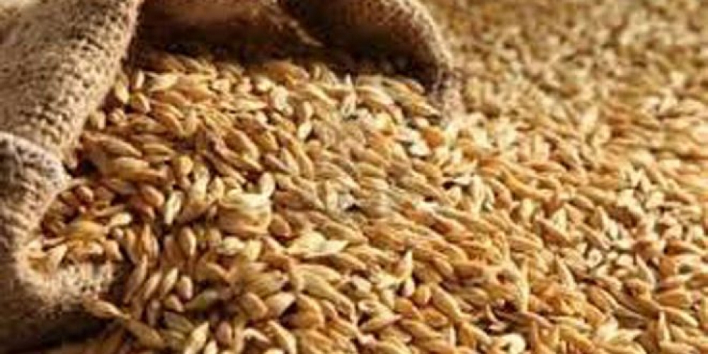 صرف نحو 12 مليار ليرة لفلاحي حماة ثمناً لمحصول الشعير