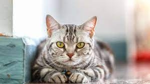 المناطق المكتظة بالسكان تزيد من انتشار 