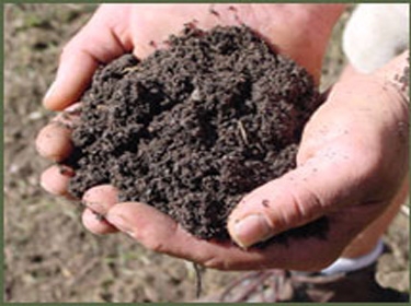 شركة سويدية تحول جثث الموتى إلى سماد طبيعي