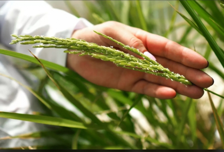 علماء روس يحولون القطب الشمالي إلى أرض زراعية ومخزن للحبوب