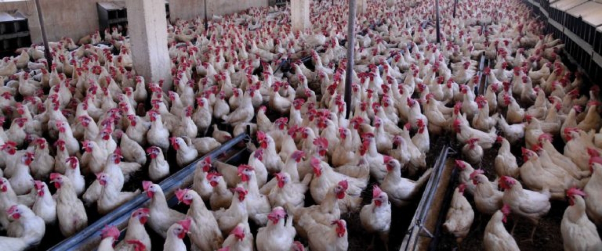 الحرارة تتسبب بنفوق ٥٠ % من الفروج و ٢٥ % للبياض في ريف دمشق