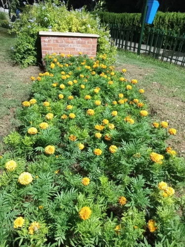 الأربعاء… انطلاق معرض الزهور الدولي في حديقة تشرين بدمشق