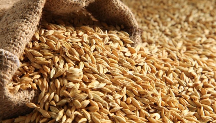 السماح باستيراد مادة الشعير العلفي حتى نهاية العام الجاري