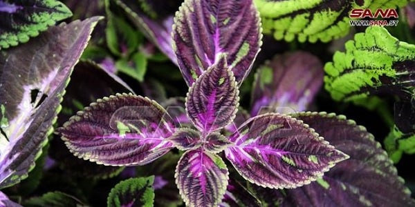 تمديد فعاليات معرض الزهور الدولي بدورته الـ 43 حتى الثلاثاء القادم