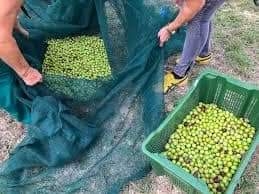 تحديد مواعيد قطاف الزيتون وافتتاح المعاصر في المحافظات