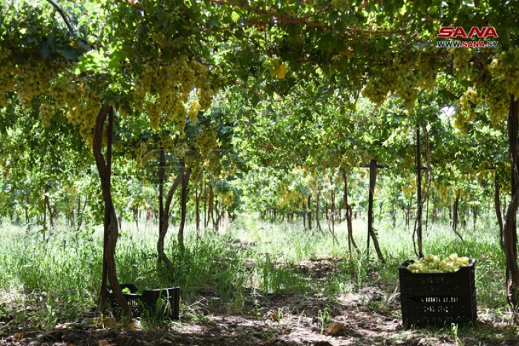157 هكتاراً زيادة في المساحة المزروعة بالكرمة في ريف دمشق