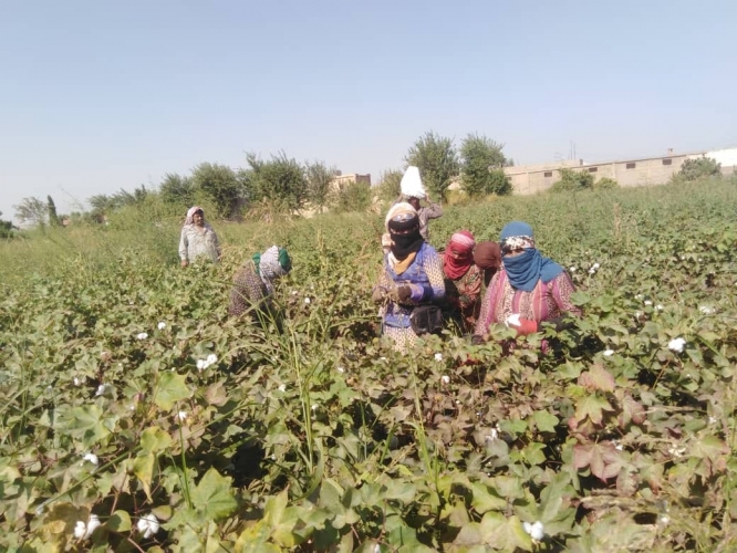 الزراعة... بدء قطاف محصول القطن و سبعة محالج جاهزة لاستلام المحصول