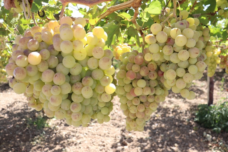 نحو 195 ألف طن تقديرات إنتاج العنب الموسم الحالي