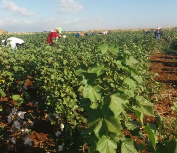 يوم حقلي لمكتب القطن في حقول منطقة داريا لتتبع حالة تجربة زراعته بريف دمشق