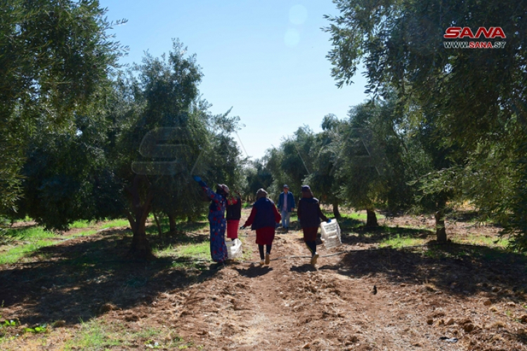 نحو 4 ملايين شجرة وأكثر من 19400 هكتار المساحة المزروعة بالزيتون في ريف دمشق