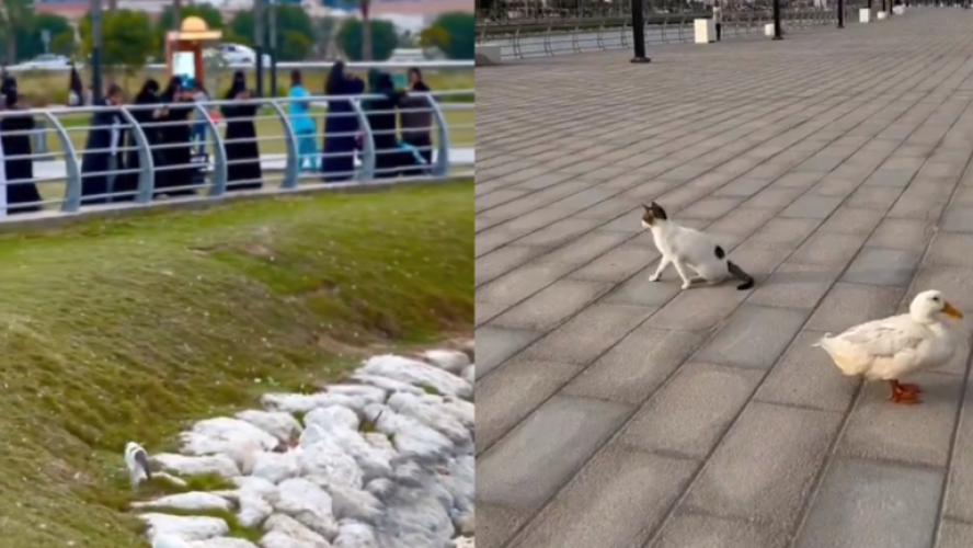 صداقة أم عشق ممنوع ؟... مشهد غير مألوف بين قط وبطة في السعودية يثير تفاعلاً كبيراً