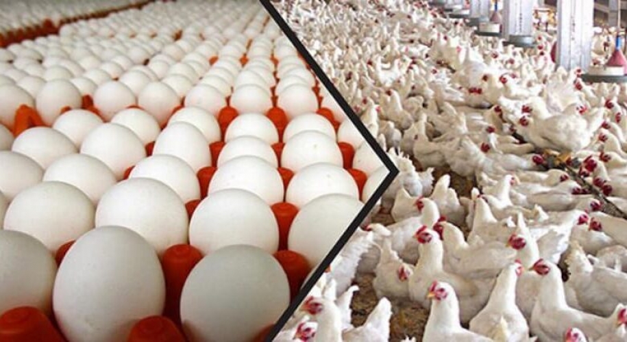 انخفاض أسعار الفروج والبيض بشكل ملحوظ في السوق المحلية