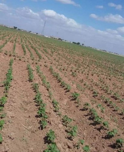 أكثر من 14ألف هكتار لزراعة القطن وإكثار البذار تحدد سعر مبيع بذاره للموسم 2024