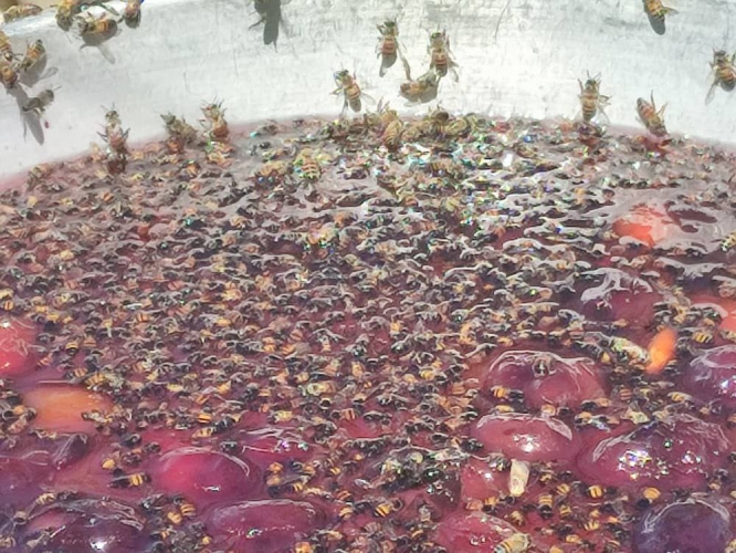 حماية المستهلك تضبط فواكه مجففة وكونسروة ومرتديلا وزيوت غير صالحة للاستهلاك في ريف دمشق