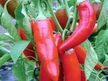 الفلفل الأحمر الحار قد يكبح الشهية ويحرق السعرات