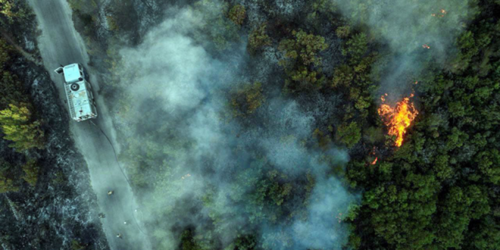 وزارة الزراعة تطلق خطة لإعادة الغطاء النباتي تراعي التجدد الطبيعي