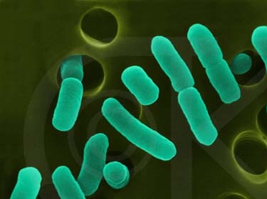 الضوء للكشف عن البكتيريا في الأغذية