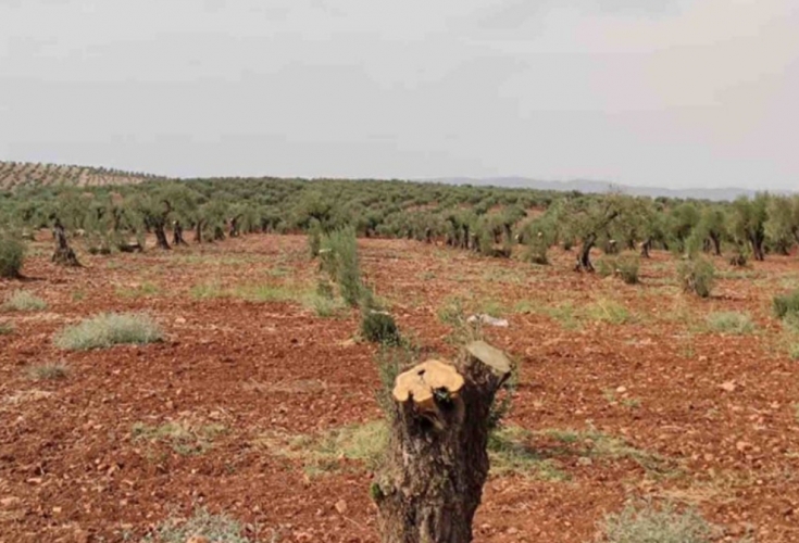 استمرار نهب الزيتون في عفرين على يد فصائل موالية لتركيا