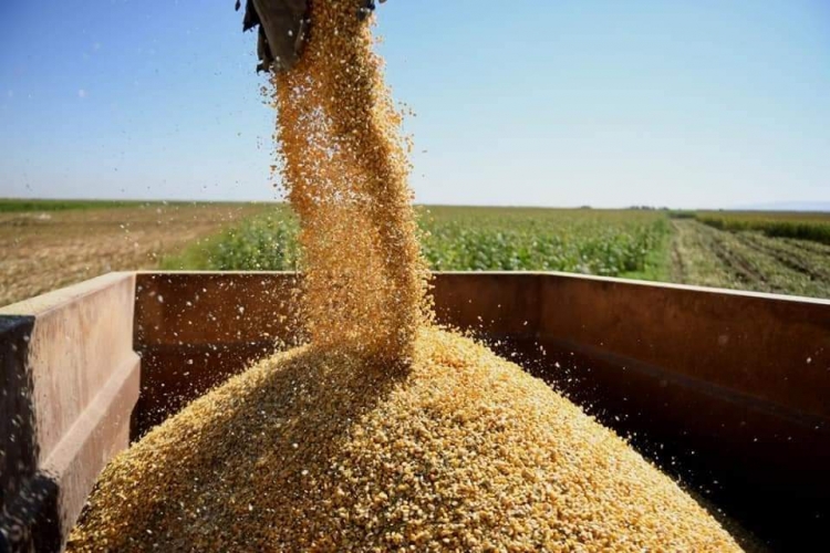 مؤسسة الأعلاف تبدأ باستلام الذرة الصفراء من المزارعين