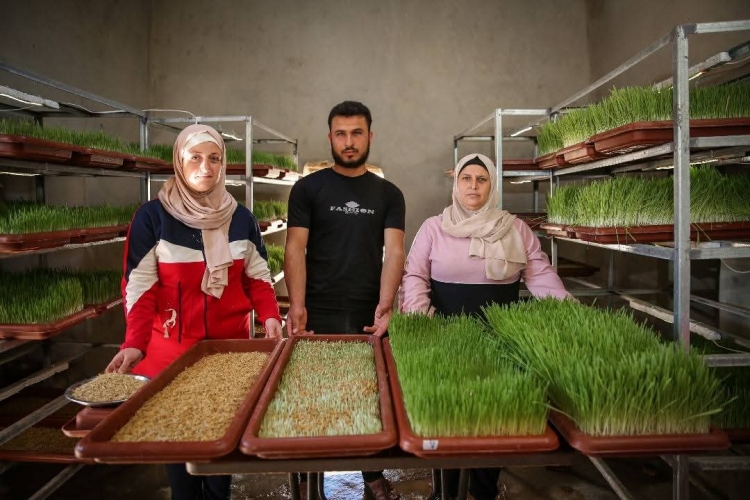 الشعير المستنبت في قرية المفكر.. نشاط لمؤسسة الآغا خان (سورية) لدعم المواشي في ريف حماة 