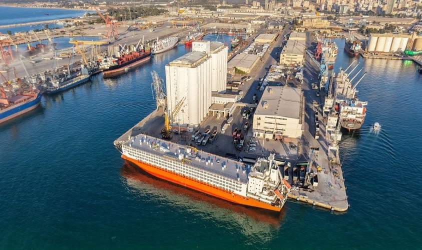 تخفيضات كبيرة على الرسوم الجمركية لمستوردات الثروة الحيوانية إلى سوريا