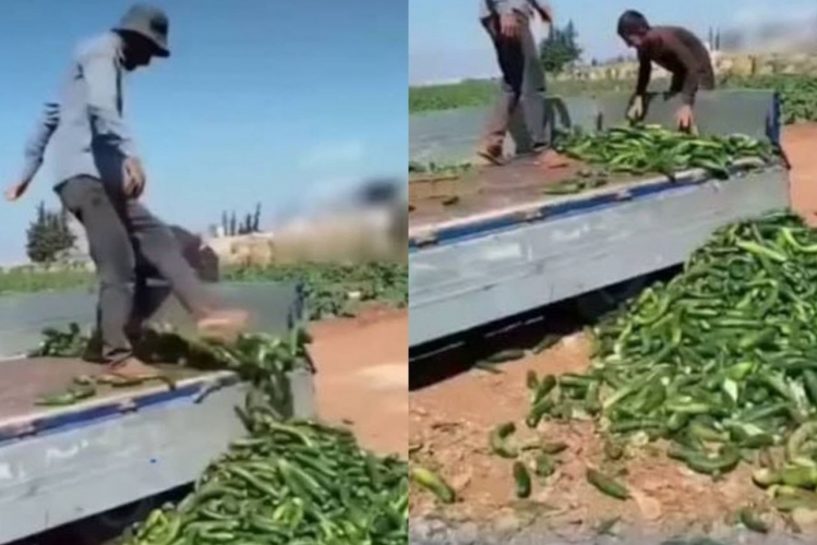 مزارعو ريف حماة يتلفون محاصيلهم بسبب انهيار الأسعار
