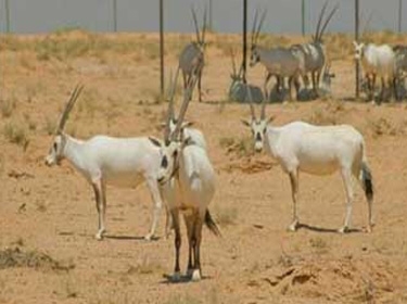 وفد سياحي فرنسي يطلع على الحياة البرية في محمية التليلة