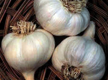 فوائد خارقة للثوم.. ومخاطر