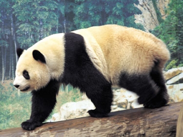 الباندا يفتقر إلى الجينات الضرورية لإتمام هضم الخيزران