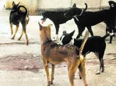 جوّع كلابه.. فأكلته